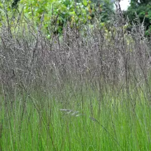 Molinia caerulea subsp. caerulea 'Edith Dudszus' 2L - image 1