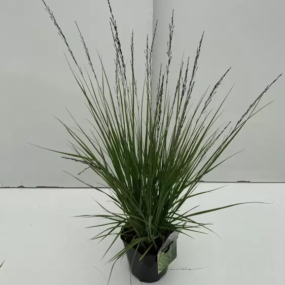 Molinia caerulea subsp. caerulea 'Edith Dudszus' 5L - image 4