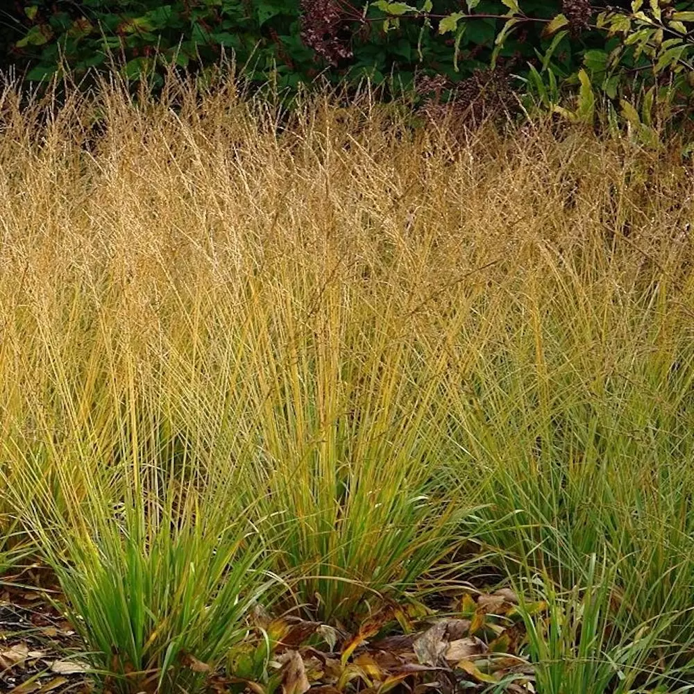 Molinia caerulea subsp. caerulea 'Heidebraut' 2L - Cowell's Garden ...
