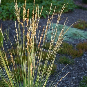 Molinia caerulea subsp. caerulea 'Heidezwerg' 1L - image 3