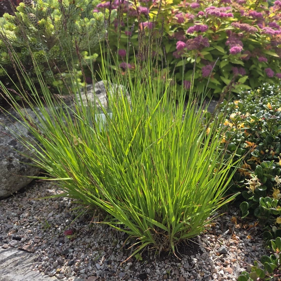 Molinia caerulea subsp. caerulea 'Heidezwerg'