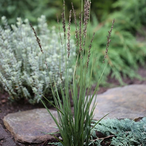 Molinia caerulea subsp. caerulea 'Heidezwerg' 1L - image 2