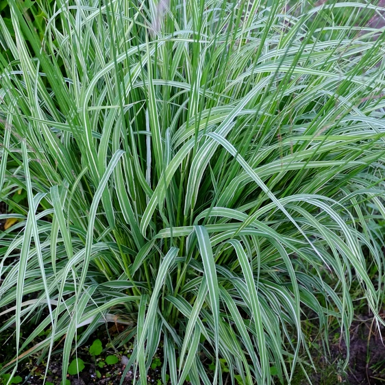 Molinia caerulea subsp. arundinacea 'Js Mostenveld' - image 1