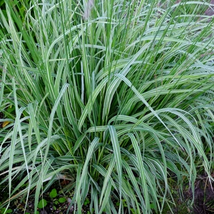 Molinia caerulea subsp. arundinacea 'Js Mostenveld' - image 1