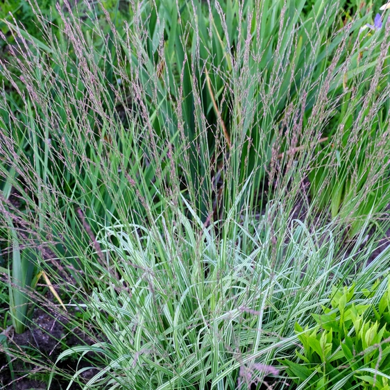 Molinia caerulea subsp. arundinacea 'Js Mostenveld' - image 2