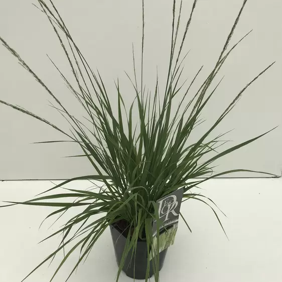 Molinia caerulea subsp. caerulea 'Moorhexe' 2L - image 2