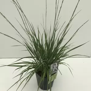 Molinia caerulea subsp. caerulea 'Moorhexe' 2L - image 2