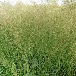 Molinia caerulea subsp. arundinacea 'Skyracer'