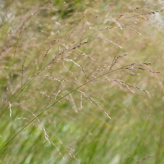 Molinia caerulea subsp. arundinacea 'Transparent' - image 1