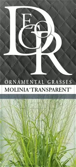 Molinia caerulea subsp. arundinacea 'Transparent' - image 3