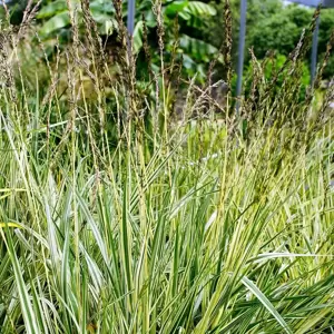 Molinia caerulea subsp. caerulea 'Variegata' - image 4