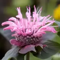 Monarda