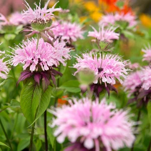 Picture - Walter's Gardens Inc