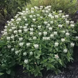 Monarda Bee-You 'Bee-Bright' 1L - image 1