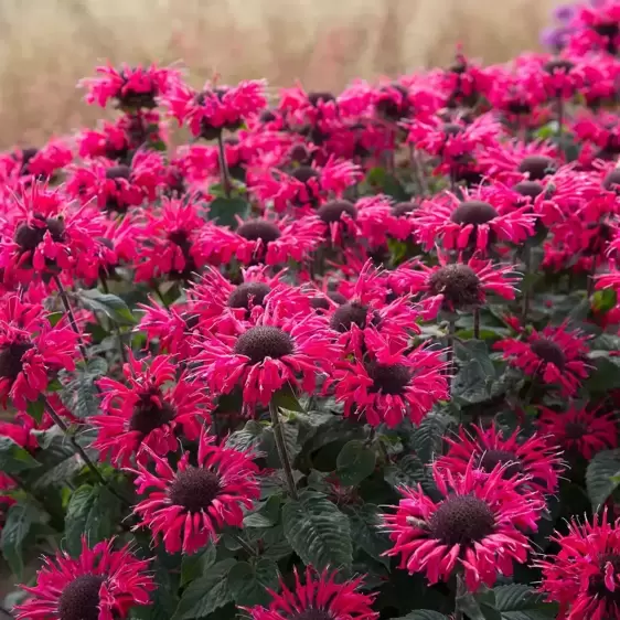 Monarda Bee-You 'Bee-Happy' 1L - image 1