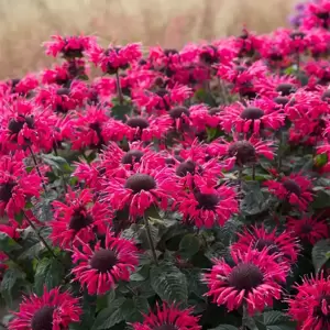 Monarda Bee-You 'Bee-Happy' 1L - image 1