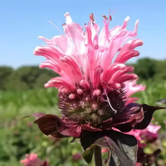 Monarda Bee-You 'Bee-Lieve' 1L - image 1
