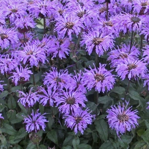 Picture - Walter's Gardens Inc