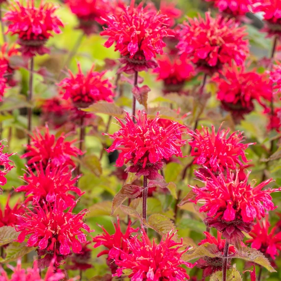 Picture - Walter's Gardens Inc