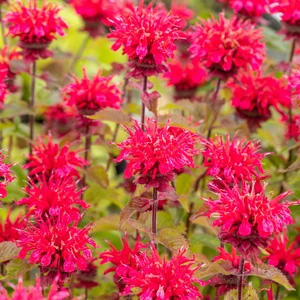 Picture - Walter's Gardens Inc