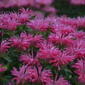 Picture Credit - Ball Horticultural Company
