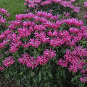 Picture Credit - Ball Horticultural Company