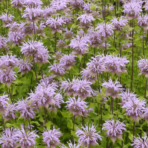 Picture Credit - Ball Horticultural Company