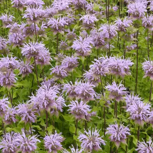 Picture Credit - Ball Horticultural Company