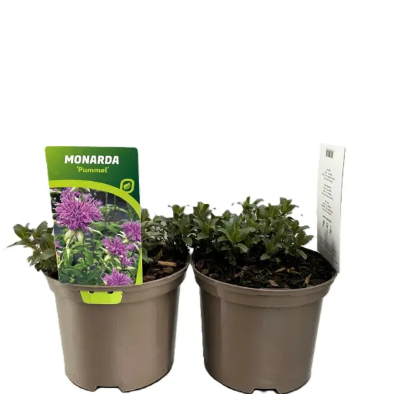 Monarda fistulosa var. menthifolia 'Pummel'