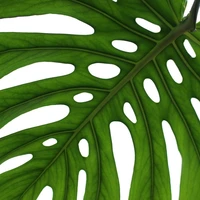 Monstera