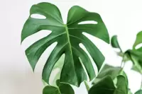 Monstera