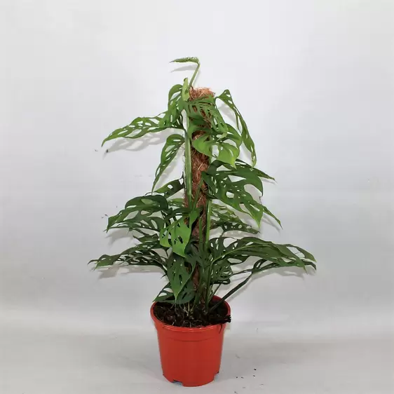 Monstera acuminata 17cm