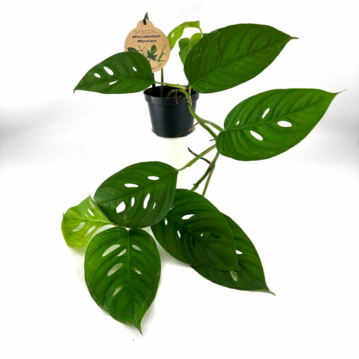 Monstera acuminata カット苗 Monstera acuminata 12cm - Cowell's Garden Centre | Woolsington