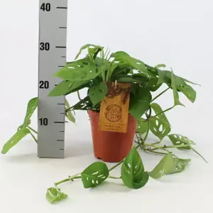Monstera adansonii 15cm - image 2