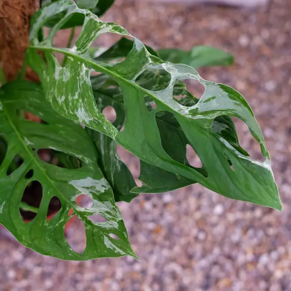 Monstera adansonii 'Indonesian Marble' - image 1
