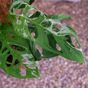 Monstera adansonii 'Indonesian Marble'