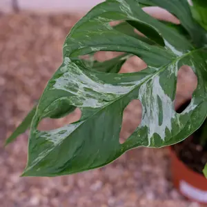 Monstera adansonii 'Indonesian Marble' - image 2