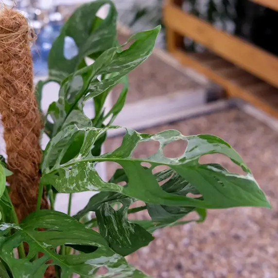 Monstera adansonii 'Indonesian Marble' - image 3