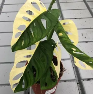 Monstera adansonii Variegated 12cm