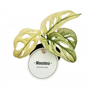 Monstera adansonii Variegated