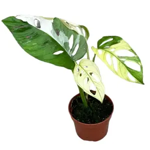 Monstera adansonii Variegated 10.5cm