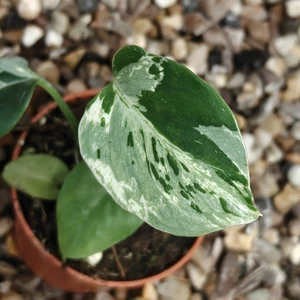 Monstera bulbasaur 8cm - image 1