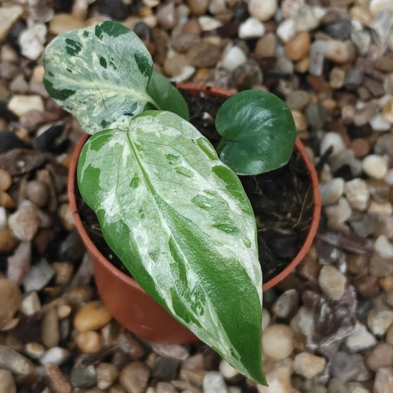 Monstera bulbasaur 6cm - image 2