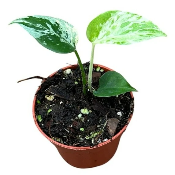 Monstera bulbasaur 6cm