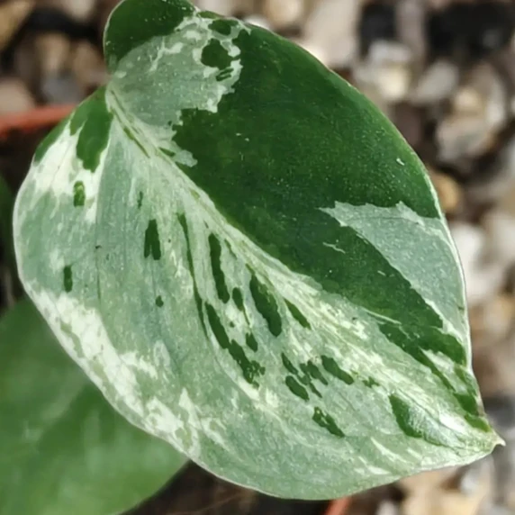Monstera bulbasaur 8cm - image 1