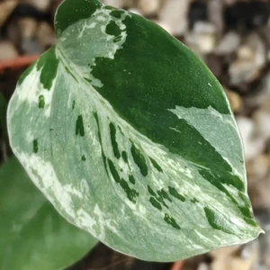 Monstera bulbasaur 8cm - image 1