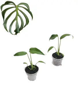 Monstera 'Burle Marx Flame' 6cm