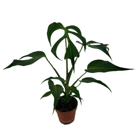 Monstera 'Burle Marx Flame' 15cm