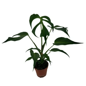 Monstera 'Burle Marx Flame' 15cm
