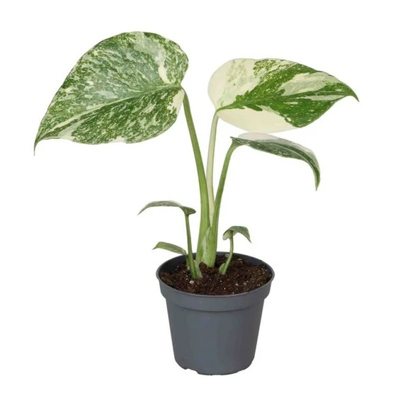 Monstera 'Creme Brulee'